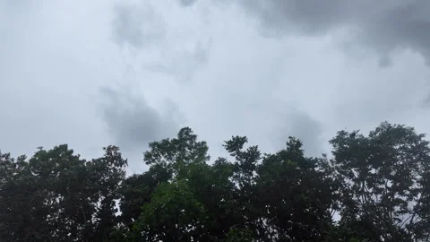 Lush green treetop branches rustling and swaying violently in strong wind breeze Video stock 343197451