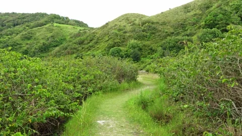 Lush Green Trekking Path Through Coastal Forest Landscape Vídeos de archivo 336452429