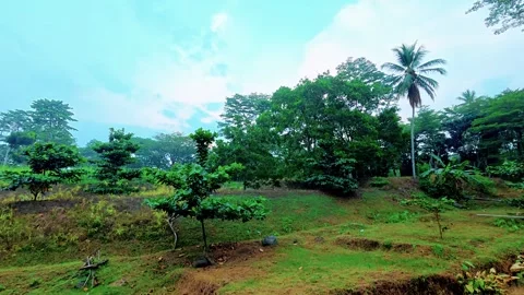 A lush green tropical countryside landscape with a single tall palm tree. Stock Footage 337773953