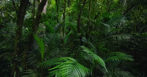 Lush green tropical forest teeming with terrestrial plants and trees Stock Footage 266473952