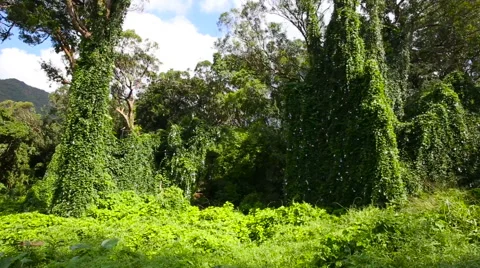 Lush Green Tropical Rainforest Flora in Oahu Hawaii Stock Footage 62903733