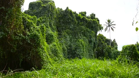 Lush Green Tropical Rainforest Flora in Oahu Hawaii Stock Footage 62905009