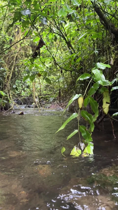 Lush Green Tropical Rainforest Stream with Clear Water Flowing, Vertical Video stock 325645587