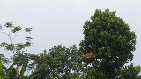 Lush green tropical tree canopy against clear pale sky background in vibran.. Stock Footage 344756337