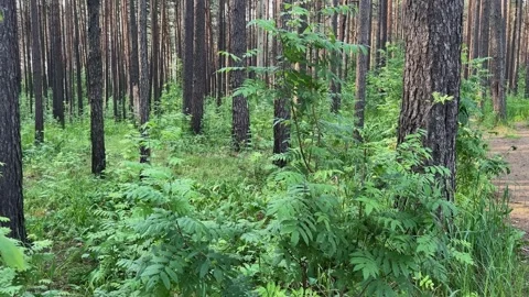Lush green undergrowth in pine forest with tall tree trunks Stock Footage 336796686