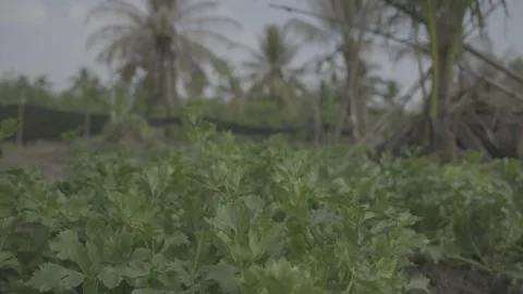Lush Green Vegetable Crops Growing in Organic Farm Field LOG Footage Stock Footage 344456940
