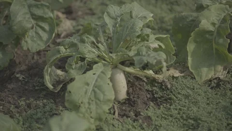 Lush Green Vegetable Crops Growing in Organic Farm Field,  LOG Footage Stock Footage 344696477