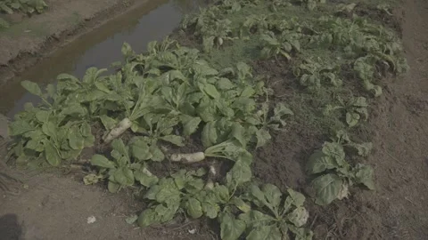 Lush Green Vegetable Crops Growing in Organic Farm Field,  LOG Footage Stock Footage 344696480