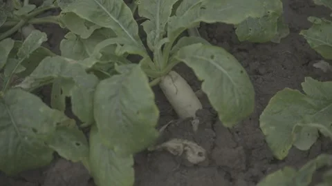 Lush Green Vegetable Crops Growing in Organic Farm Field,  LOG Footage Stock Footage 344696503