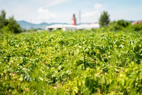 Lush green vegetable plot garden Fotos de archivo