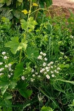 Lush green vegetation featuring delicate small white flowers and broad leaves Stock Photos