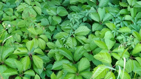 Lush green vegetation Видео 314074604