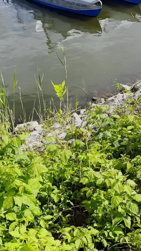 Lush Green Vegetation Growing Along the Water Edge Vídeo Stock 345181733