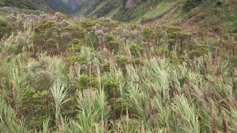 Lush Green Vegetation Moving in the Wind Stock Footage 343419978