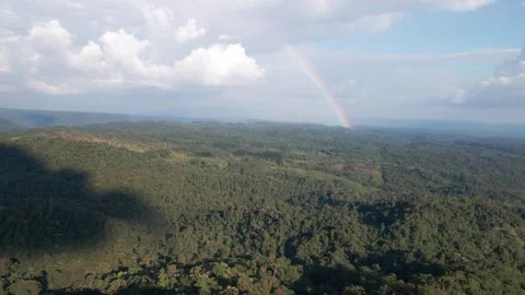 Lush Green Vegetation With Rainbow Stock Footage 343421569