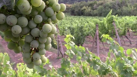 Lush green vineyard with grapes in the front Stock Footage 81533588
