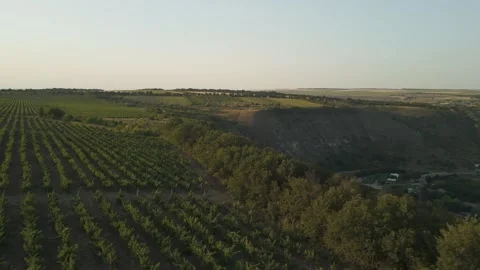 Lush green vineyard landscape with rows of grapevines stretching across rolling Stock Footage 332725480