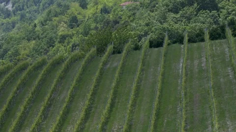 Lush Green Vineyard Rows on Hillside in Italy Stock Footage 345772178