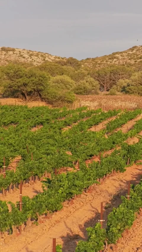Lush green vineyard rows in Opoul Perillos, France, vertical 9:16 view. Stock Footage 346663313