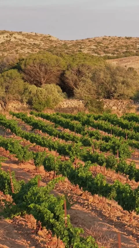 Lush green vineyard rows in Opoul Perillos, southern France, vertical 9:16 view. Stock Footage 346663318