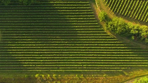Lush Green Vineyard Rows In Parallel Lines Across Countryside Valley Stock Footage 341740159