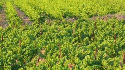 Lush green vineyard rows stretch across the landscape in Opoul Perillos Stock Footage 346713097