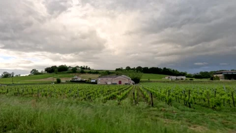 Lush Green Vineyard Rows Under Overcast Sky in Bordeaux Stock Footage 345792736