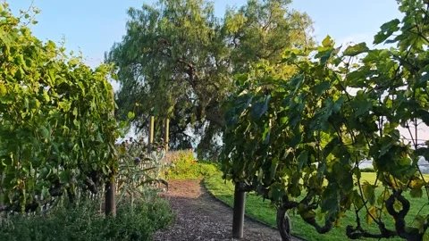 Lush green vineyard showcasing grapevines in vibrant sunlight Stock Footage 337686657
