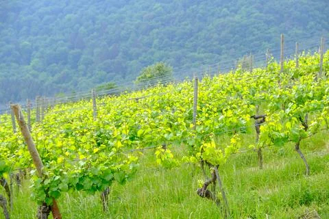 Lush Green Vinyards Stock Photos