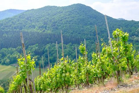 Lush Green Vinyards Stock Photos