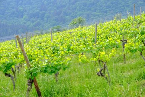 Lush Green Vinyards Stock Photos