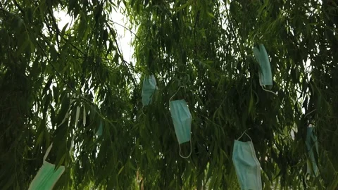 Lush Green Weeping Willow Tree With Used Surgical Face Masks Hanging On Stock Footage 130186033