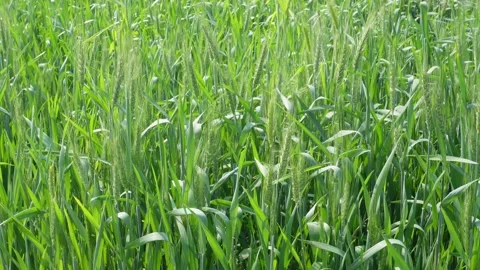 Lush Green Wheat Field Vídeos de archivo 333894182
