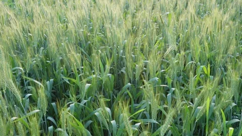 Lush Green Wheat Field 库存影片 333901763