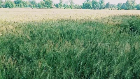 Lush Green Wheat Field Path Under Bright Sunny Summer Sky Stock Footage 333493587