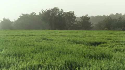 Lush Green Wheat Field at Sunrise Stock Footage 282937528