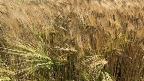 Lush Green Wheat Field Swaying in the Wind on a Sunny Day Video stock 277337828