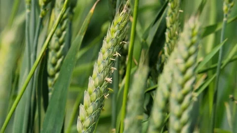 The Lush Green Wheat Fields Are Swaying Gently in the Soft Breeze of a Warm Stock Footage 311261504