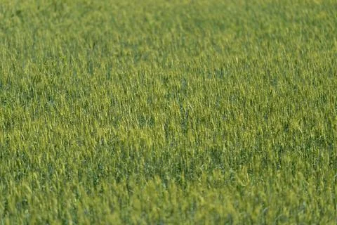 Lush green wheat fields stretch as far as the eye can see dancing slightly in Stock Photos