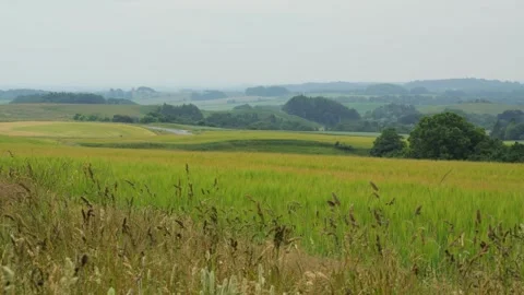 Lush green wheat fields swaying gently in the wind 動画素材 338073126