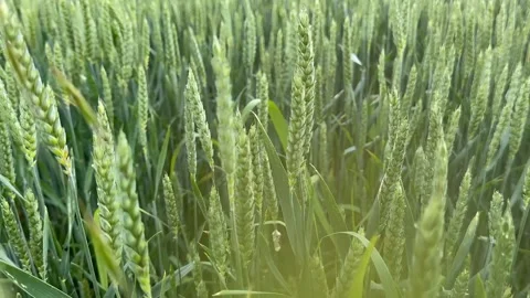 Lush Green Wheat Stock Footage 313655872