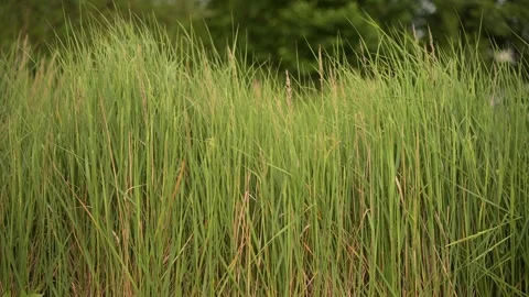Lush green wild grass blowing gently in the wind on a summer day Stock Footage 336489664