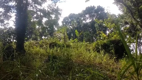 Lush Green Wilderness Video stock 338374436