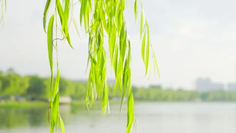 Lush Green Willow Branches Swaying Gently Over A Calm Lake In Springtime Stockbeeldmateriaal 342321525