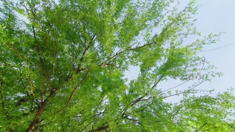 Lush Green Willow Tree Branches Swaying Against Clear Blue Sky Vídeos de archivo 337411308