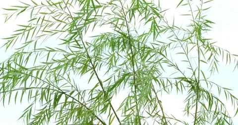 Lush green willow tree branches gently rustling in soft afternoon breeze Stock Footage 348892392
