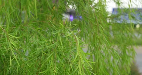 Lush green willow tree branches gently rustling in soft afternoon breeze Stock Footage 348892944