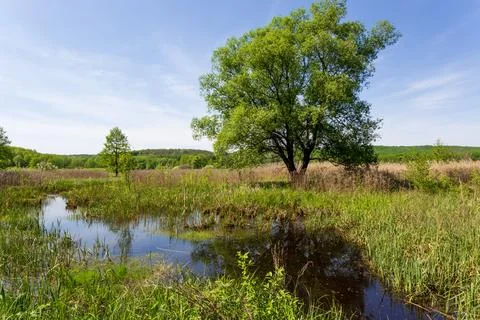 Lush green willow tree standing in a tranquil wetland landscape under a bri.. Stock Photos