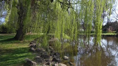 Lush green willow trees with long leafy branches, Castlemaine VIC Australia Stock Footage 273567987