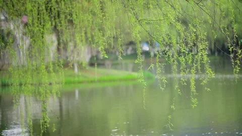 Lush Green Willow Trees Reflecting on Calm River Water in Spring Stock Footage 340302693